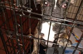 43 customer reviews of austin vet hospital. Cedar Creek Animal Hospital 1434 N Central Expy Ste 123 Mckinney Tx 75070 Yp Com