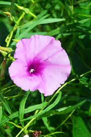 Image result for Ipomoea lapathifolia