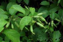 Image result for Mussaenda elegans