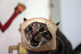 little saturday night cat breading cats cute animals cute pictures