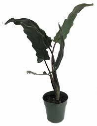 Check out alocasia plant on ebay. Purple Sword Elephant Ear Plant Alocasia Lauterbachiana Houseplant 6 Pot Walmart Com Walmart Com
