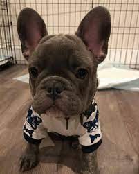 Bulldog Dogsofinstagram Dog Frenchie Dogs Bulldogsofinstagram Frenchbulldog Puppy Englishbulldog French Bulldog Puppies Baby Animals Bulldog Puppies