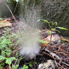 Image result for Nicolasia nitens