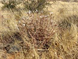 Image result for Kleinia longiflora