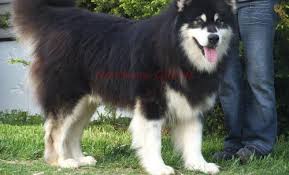 New and used items, cars, real estate, jobs, services read in full hopefully most your questions will be answered. Giant Alaskan Malamute Puppies Pets And Animals For Sale Michigan