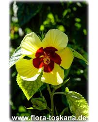 Image result for Hibiscus calyphyllus