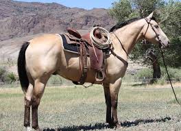 Your horse is a buckskin horse. 8 Year Old Buttermilk Buckskin Gelding Buckskin Horse Horses Trail Riding Horses