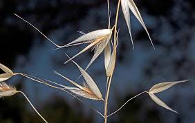 Image result for Grona barbata