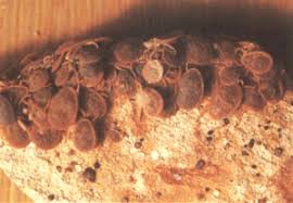 La Zecca Del Piccione