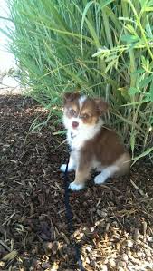 If you are unable to find your miniature australian shepherd puppy in our puppy for sale or dog for sale sections, please consider looking thru thousands of miniature australian shepherd dogs for adoption. Mini Australian Shepherd Chihuahua Mix For Sale Pets Lovers