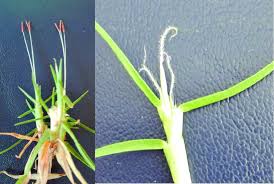 Image result for Cenchrus clandestinus