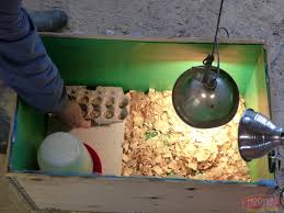 Especially when you can do it in your own backyard. Making A Simple Chick Brooder News From The Coop