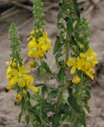 Image result for Alectra vogelii