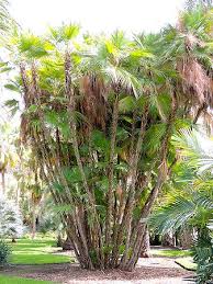 Image result for Acoelorrhaphe wrightii