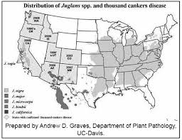Indiana Woodland Steward Thousand Canker Disease Of Black Walnut