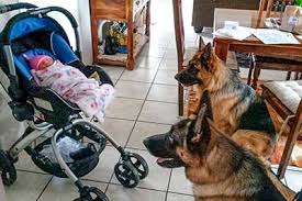 The first registered german shepherd dog and no, white german shepherds are not albinos. Gsdf Home Page