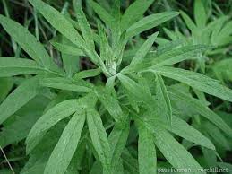 Image result for mugwort plant