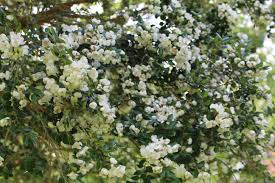 Image result for Tinnea apiculata
