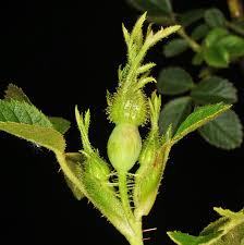 Image result for Cissus rubiginosa