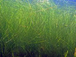 Image result for Stuckenia