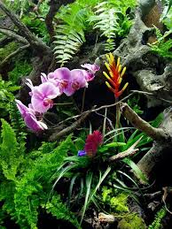 Mini Paludarium With Orchids Dddd Orchideeen Tropische Vissen Vissen