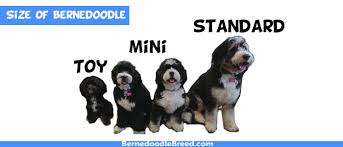 Check spelling or type a new query. How Much Does A Bernedoodle Cost Factors Affecting Price