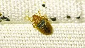 Bei der bekämpfung von insekten kommt es entscheidend auf die richtige klassifizierung der tiere an. Befall Von Bettwanzen Das Wasserbett Als Losung Gegen Bettwanzen