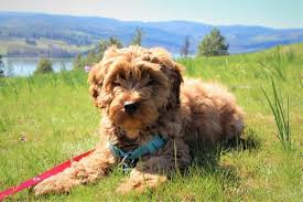 How long do australian labradoodles live? The Ultimate Guide To The Australian Labradoodle Animalso