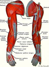 You can use it to help you remember where some of your muscles and joints are, in case you forget while you're playing the handout: Diagram Bones Of The Arm Diagram Full Version Hd Quality Arm Diagram Pdfxcrassx Mefpie Fr