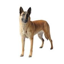 Welcome, we bet you came here like so many because you want the best belgian malinois money can buy. Belgian Malinois Purina
