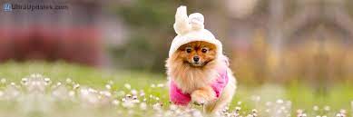 40 Cute Beautiful Twitter Header Cover Photos Http Www Ultraupdates Com 2016 09 Cute Twitter Header Co Whatsapp Dp Images Cute Images Kittens And Puppies