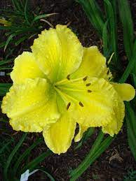 So my collection of daylilies has been limited to passalongs from friends plus an anniversary special. Oak Hill Daylilies Solar Music