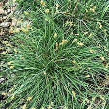 Image result for Carex