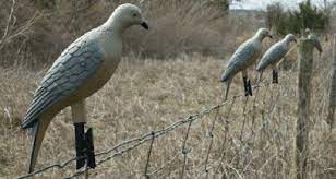5 simple dove hunting tips and gear picks pics dove hunting tips hunting tips dove hunting