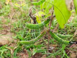 Image result for Macrotyloma uniflorum
