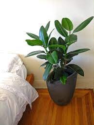 14 detailgetreu feng shui im schlafzimmer zum ausprobieren. Welche Pflanzen Sind Fur Das Schlafzimmer Geeignet
