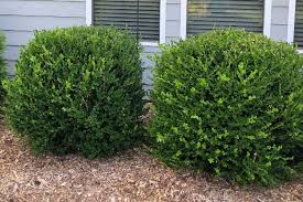 Dwarf evergreen shrubs with varying colored foliage. Low Maintenance Shrubs Perfect For The Front Of The House