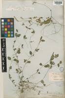 Image result for Justicia protracta