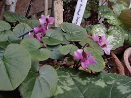 Image result for Cyclamen parviflorum