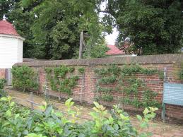 We have the largest selections of exotic fruit trees, seasonal plants, asian holidays trees, indoor and outdoor plants that will meet of of your needs. Making The Most Of Fruit Trees