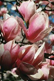 Ornamental Trees That Do Well In Wet Areas
