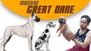 We did not find results for: Massive Great Dane Puppies In India Scooby Doo S Dog Great Dane Dog Breed Information Youtube