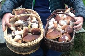Gironde Les Cepes Sont Dans Nos Bois Voila Ce Qu Il Faut Savoir Pour Une Cueillette Reussie Le Republicain Sud Gironde