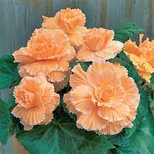 Orange Begonia Flower Seeds Beautiful Flowers Tuberous Begonia Flower Seeds