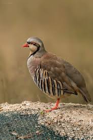 الساطر (بالإنجلزية :setter) ،كلب صيد معروف يعد من أقدم أنسال كلاب الصيد ، حيث يستخدم للبحث عن الطيور مثل طائر السلوى وطائر الحجل. Ø·Ø§Ø¦Ø± Ø§Ù„Ø­Ø¬Ù„ Partridge Bird Pet Birds Bird Hunting Animals