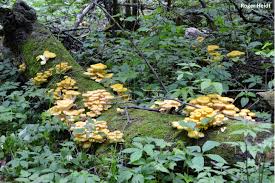 Check spelling or type a new query. Tracing The Naturalization Of Golden Oysters In The United States Andi Bruce
