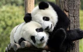 Visit the adorable pandas at zoo negara kuala lumpur. Zoo Negara Malaysia Malaysia National Zoo Tickets From Rm 18