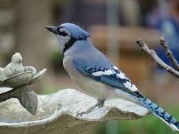 How To Attract Blue Jays 4 Essentials That Ll Entice Jays To Your Yard Animallama Blue Jay Blue Jay Bird Feeder Blue Jay Bird