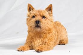 Norwich the norwich terrier, has lively character, joyful, affectionate and is curious by nature. Grooming Routine For Your Norwich Terrier Dog Grooming Tutorial