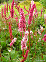 The name darjeeling is said to be derived from dorjee ling (thunder bolt place). Persicaria Affinis Darjeeling Red Penlan Perennials Nursery